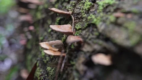 Close up of mushrooms growing in the rainforest Stock Footage 307877555