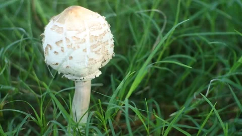 Close up mushrooms infested by pests or insects. accelerated video. Stock Footage 146069502