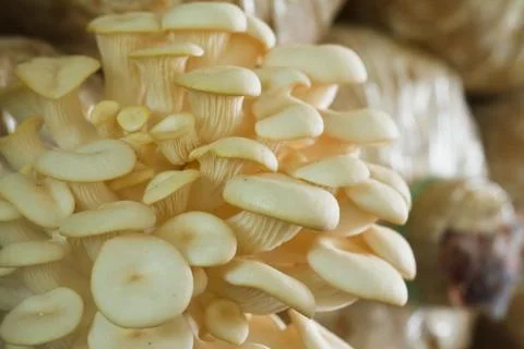 Close-up of mushrooms  Foto stock