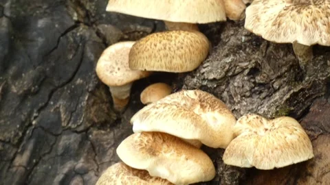 Close-up of mushrooms on tree bark with ants tilting Stock Footage 330676880