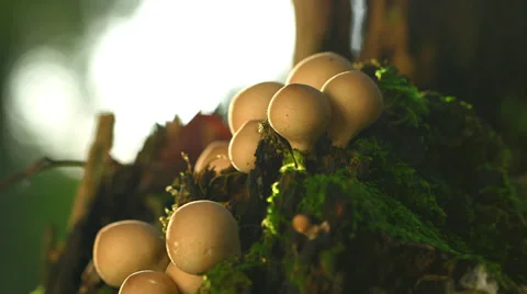 Close Up Of Mushrooms On A Tree Trunk Stock Footage 37207972