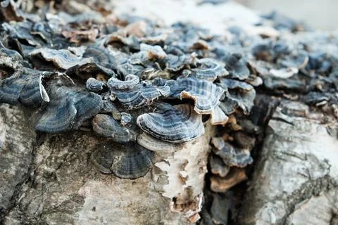 Close up of mushrooms on a tree trunk Stock Photos