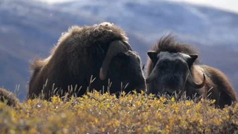 Close-Up Musk Ox Looking Around in Kangerlussuaq, Greenland Video stock 345663825