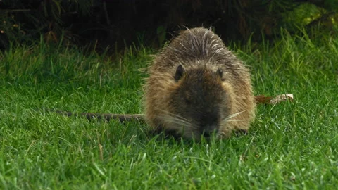 Close-up, Muskrat Eats Grass in the Clearing Early Morning in the Park Stock Footage 160405883