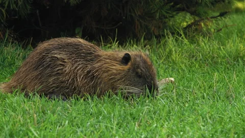 Close-up, Muskrat Eats Young Grass in a Clearing in the Park and Combs His Fur Stock Footage 160894581