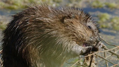 Close-up muskrat sitting on wire cage in marsh washes front paws Stock Footage 318164643