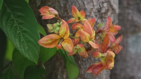 Close Up of Mussaenda Flowers or Bunga Nusa Indah in Tropical Garden Stock Footage 320439590