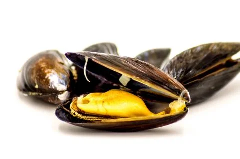 Close-Up Of Mussel Stock Photos