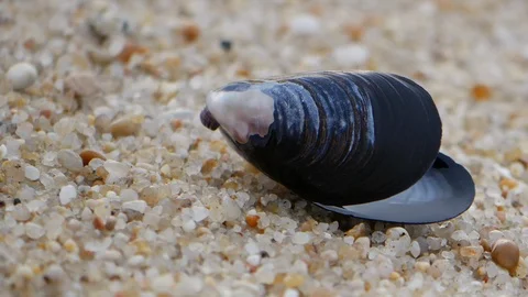 Close up of Mussel shell on sandy beach, slider shot Stock Footage 103066403