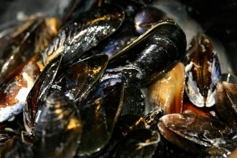 Close up of mussels Stock Photos