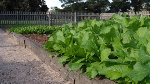 Close up of mustard green leafy vegetables in garden bed in a fenced yard Vídeos de archivo 244923482