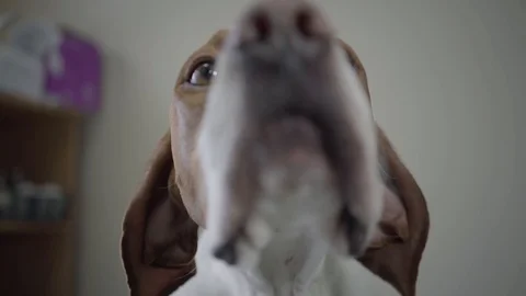 Close up muzzle adorable pointer dog with brown spots looking in the camera Stock Footage 107385135