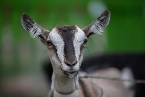 Close-up of the muzzle of an Alpine goat. Stock Photos