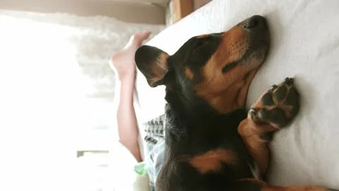 Close-up of muzzle and paws of cute dachshund dog in bed with his proprietress 库存影片 256786847
