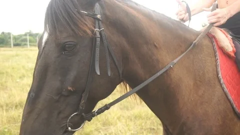 Close-up of the muzzle beautiful big horse Stock Footage