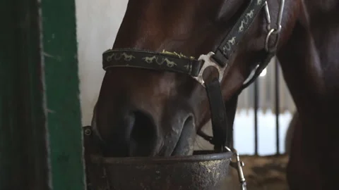 Close up muzzle of beautiful brown horse eating feed in stall. Stock Footage 139865597