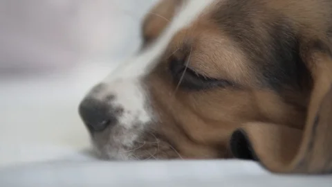 Close-up muzzle of a beautiful sleeping beagle puppy Stock Footage 129733724