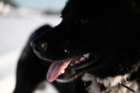 Close-up muzzle of a black and white Russo-European Laika Stock Photos