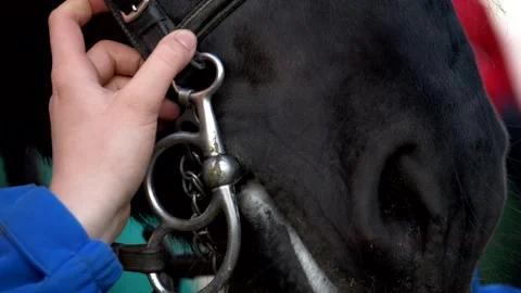 Close up muzzle of black breed horse. Slow motion 4K 库存影片 304045842