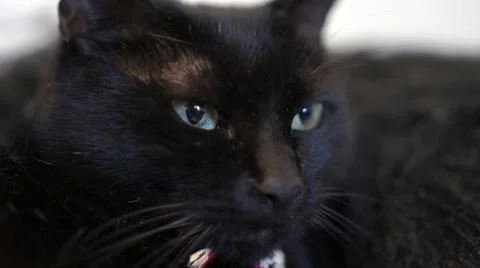 Close-up of muzzle of black cat Foto stock