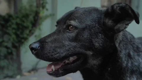 Close-up of muzzle of black dog with an open mouth looking straight ahead Video stock 106029519