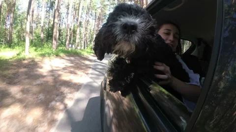 Close-up of the muzzle of a black mongrel dog that looks out of the window of a Video stock 149439837