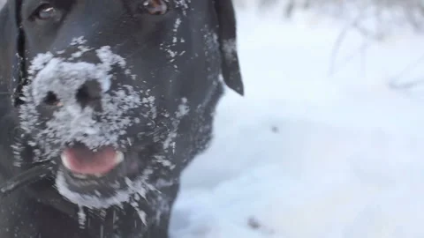 Close-up of a muzzle of a black retriever labrador dog Stock Footage 86391820