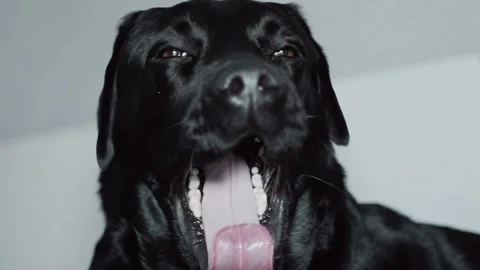 Close-up of a muzzle of a black retriever labrador dog Stock Footage 86393304