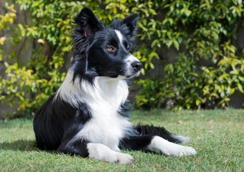 Close up of the muzzle of a border collie Stock Photos
