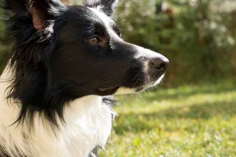 Close up of the muzzle of a border collie Stock Photos