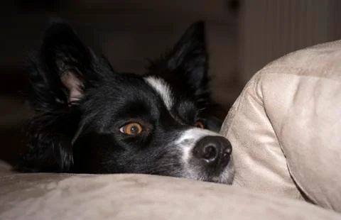 Close up of the muzzle of a border collie puppy relaxing on the couch Stock Photos