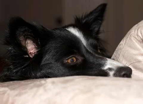 Close up of the muzzle of a border collie puppy relaxing on the couch Stock Photos