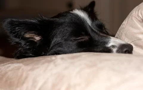 Close up of the muzzle of a border collie puppy relaxing on the couch Stock Photos