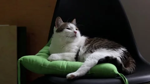 Close-up of the muzzle of a calm cat Vídeo Stock 339349077