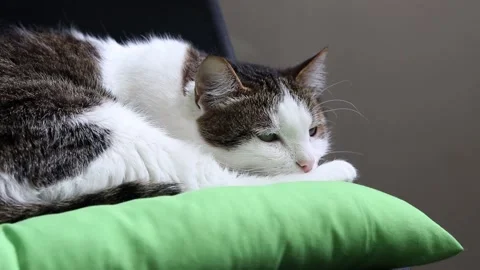 Close-up of the muzzle of a calm cat Stock-Footage 339349154