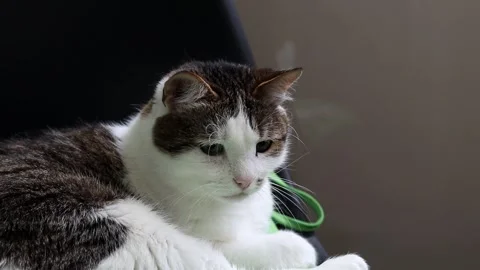 Close-up of the muzzle of a calm cat Stock-Footage 339349283