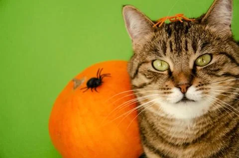 Close-up muzzle of cat on blurred background of pumpkin with spiders. Stock Photos