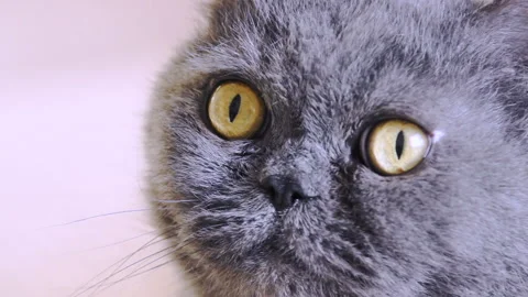 Close-up of a muzzle of a cat of British breed Video stock 87918006