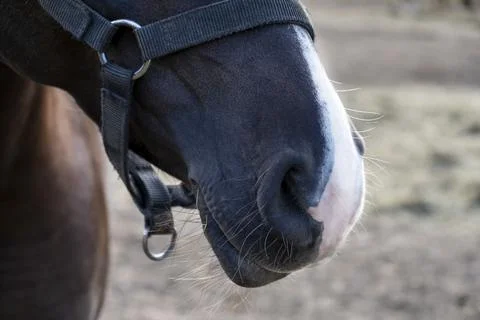 Close-up of muzzle of chestnut horse with white nose Stock Photos