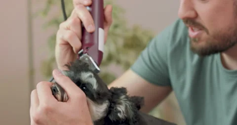 Close up of a muzzle of clipped yorkshire terrier, and hands and face of a Stock Footage 140142172