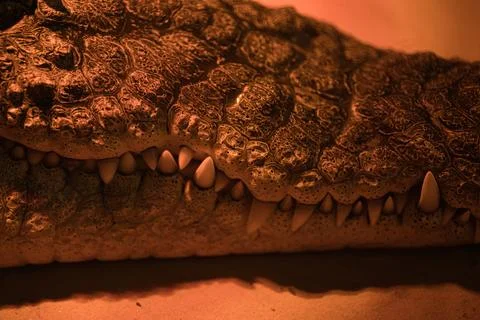 Close-up of the muzzle of a crocodile Stock Photos