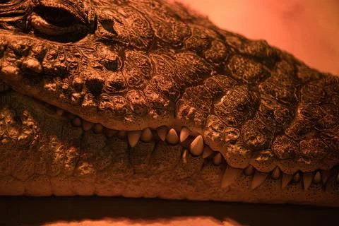 Close-up of the muzzle of a crocodile Stock Photos