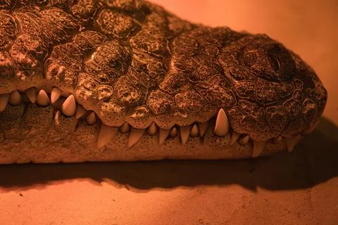 Close-up of the muzzle of a crocodile Stock Photos