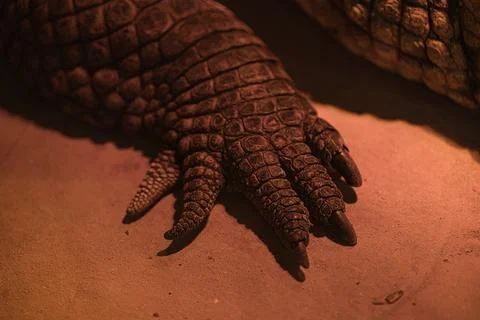 Close-up of the muzzle of a crocodile Stock-Fotos