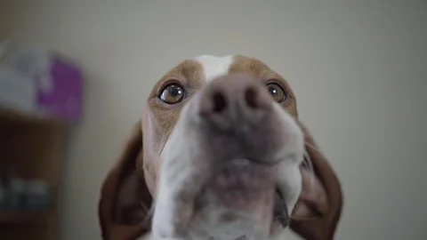 Close up the muzzle of cute pointer dog with brown spots looking in the camera Stock Footage 107385104