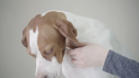 Close up the muzzle of cute pointer dog with brown spots. Hand of the owner Stock Footage 107385807