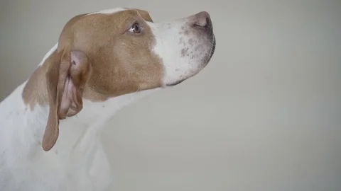 Close up the muzzle of cute pointer dog with brown spots sniffing and eating Stock Footage 107385873