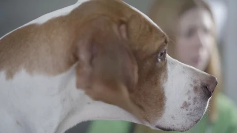 Close up the muzzle of cute pointer dog with brown spots in the foreground Stock Footage 107385920