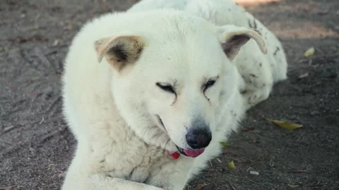 A close-up of the muzzle of a dirty, homeless street dog. Close-up of a dirty Stock Footage 327071738