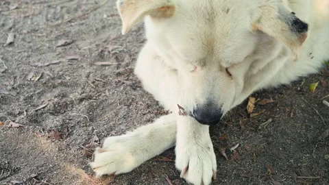 A close-up of the muzzle of a dirty, homeless street dog. The dog put its head 動画素材 332762471